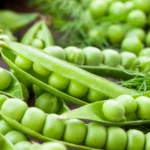 What are Peas: The Tiny But Mighty Superfood